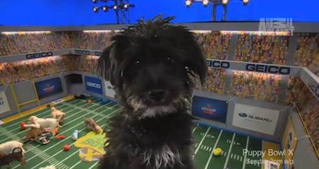 Rudy, the star of Puppy Bowl X.